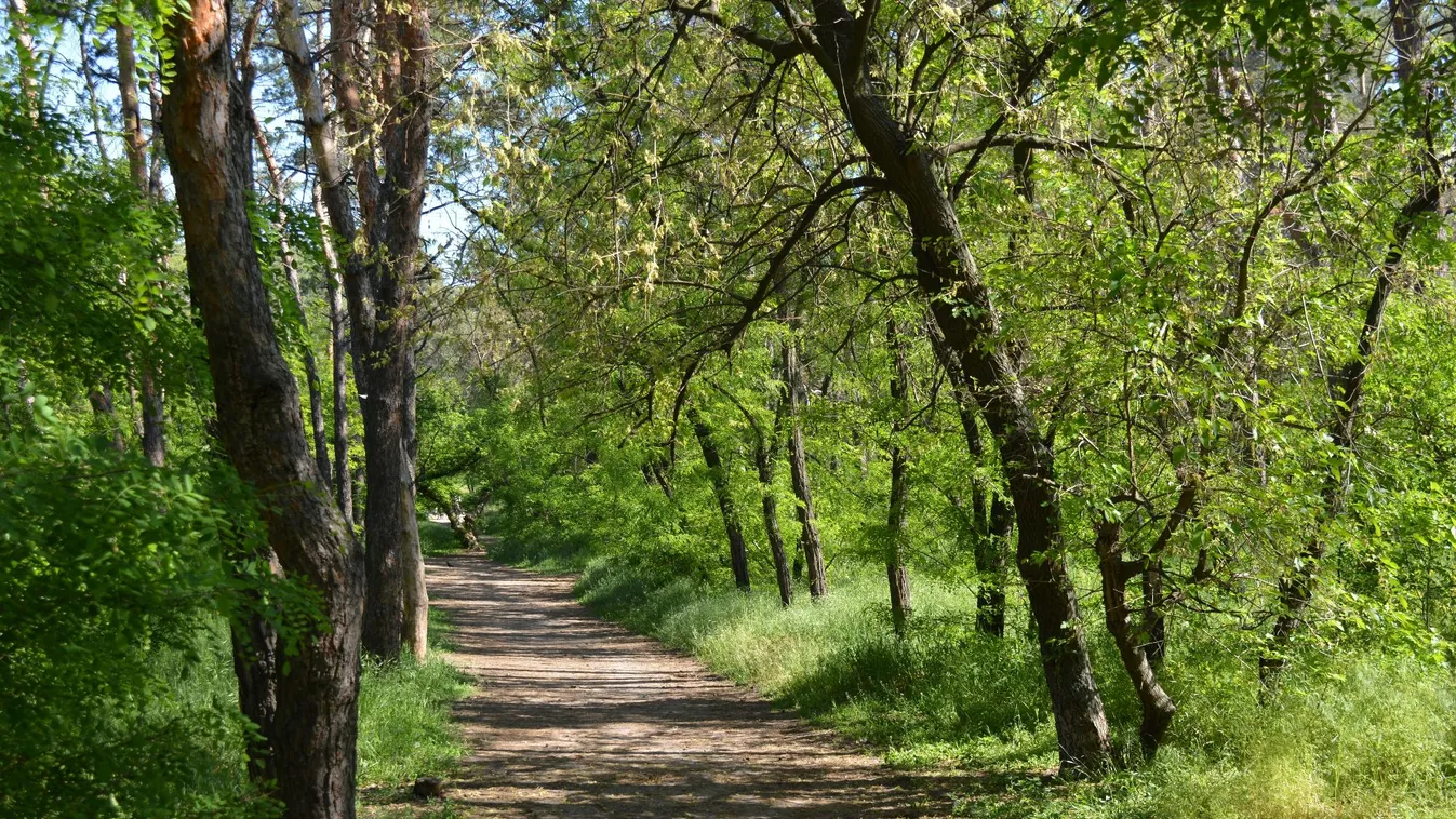Erdészeti szakértői hálózattal segítik a gazdákat