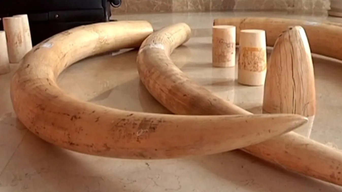 Kína csatlakozik az elefántagyar-kereskedelem nemzetközi tilalmához