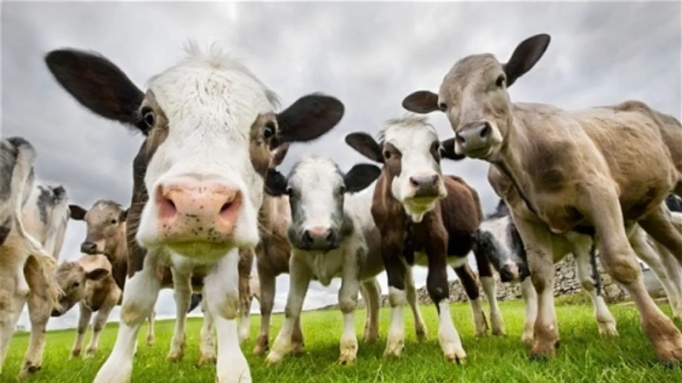 Kazahsztán idén csaknem 300 ezer élőállatot vásárolt Magyarországról