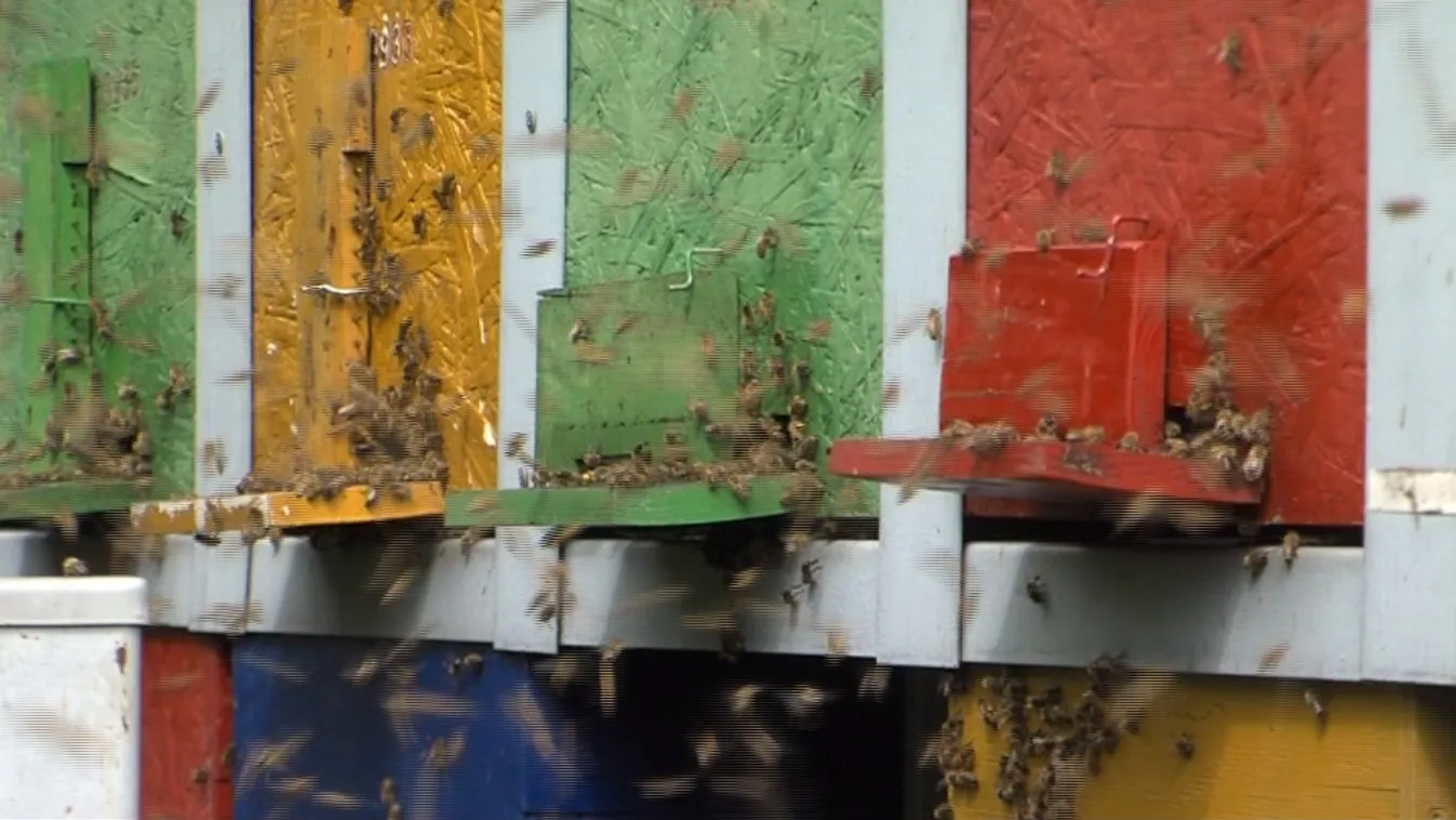 A méheket is tizedelő szer azonnali betiltását követelik