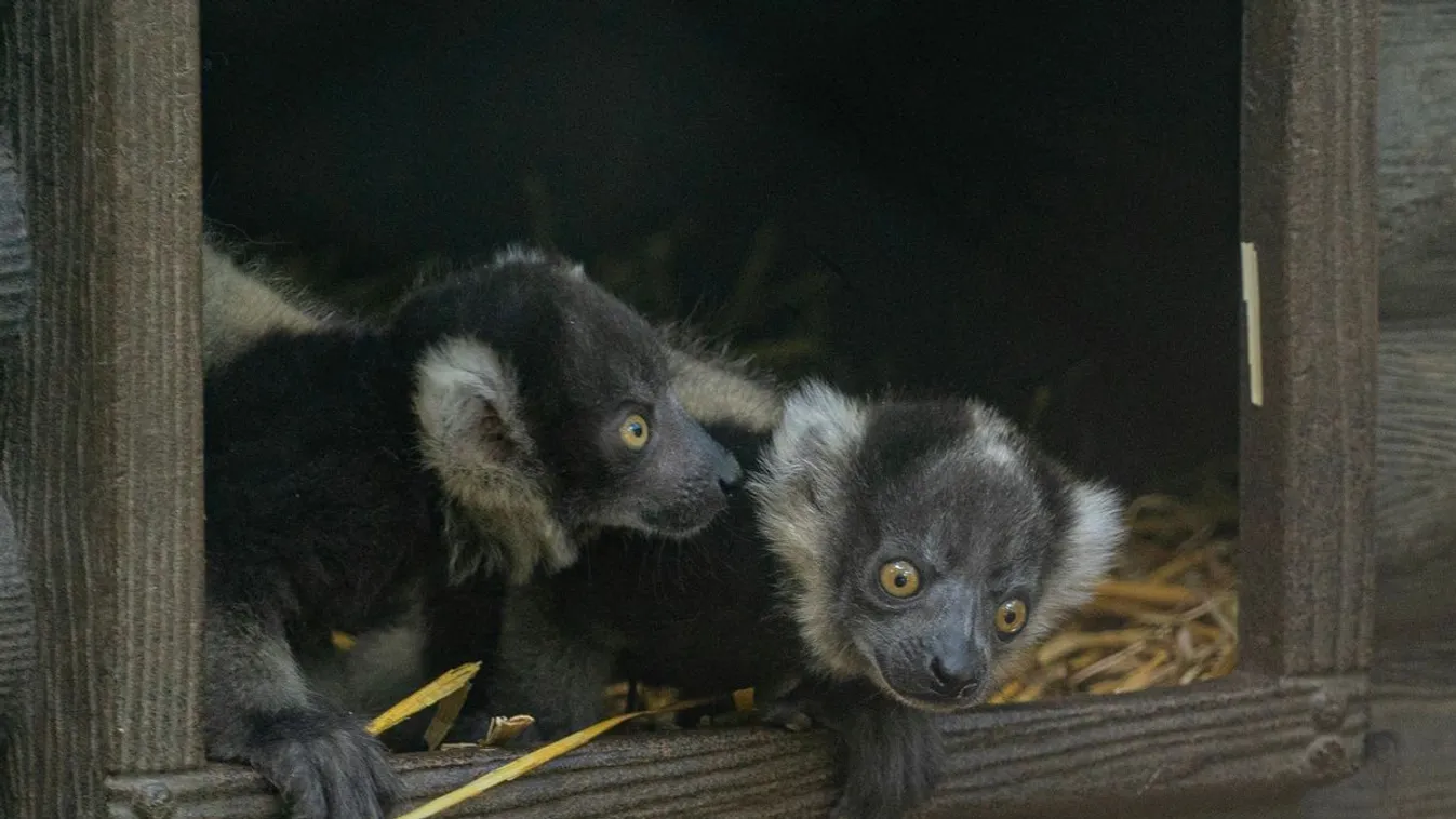 Cukiságok születtek a Nyíregyházi Állatparkban