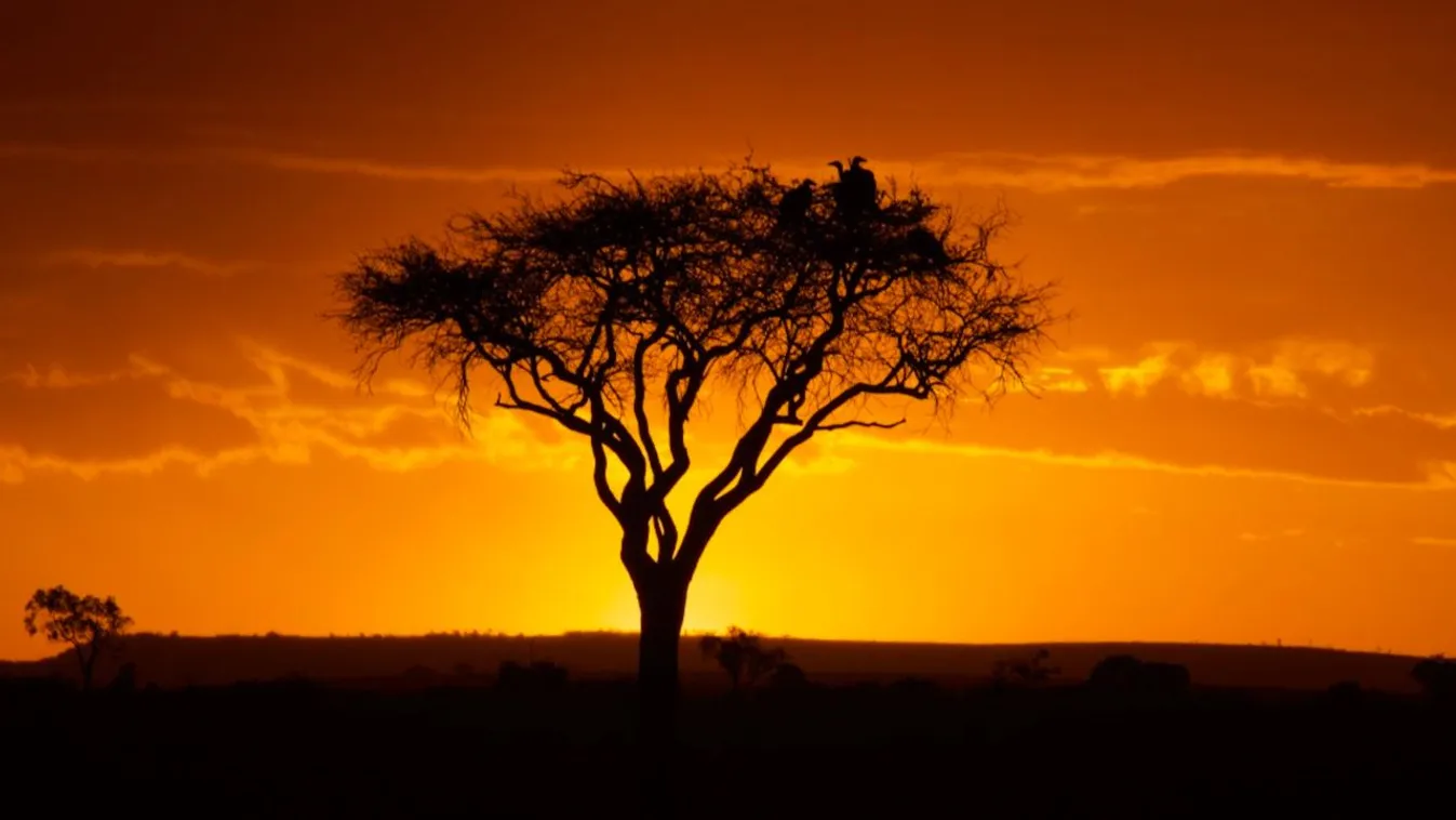 Tragédia Kenyában: amikor az álomszafari végzetes lángokba torkollik