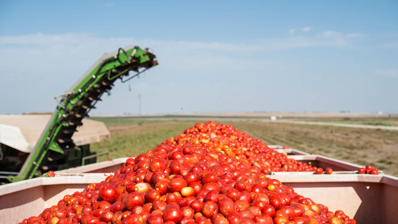 Kevesebb paradicsom termett Magyarországon és globálisan is