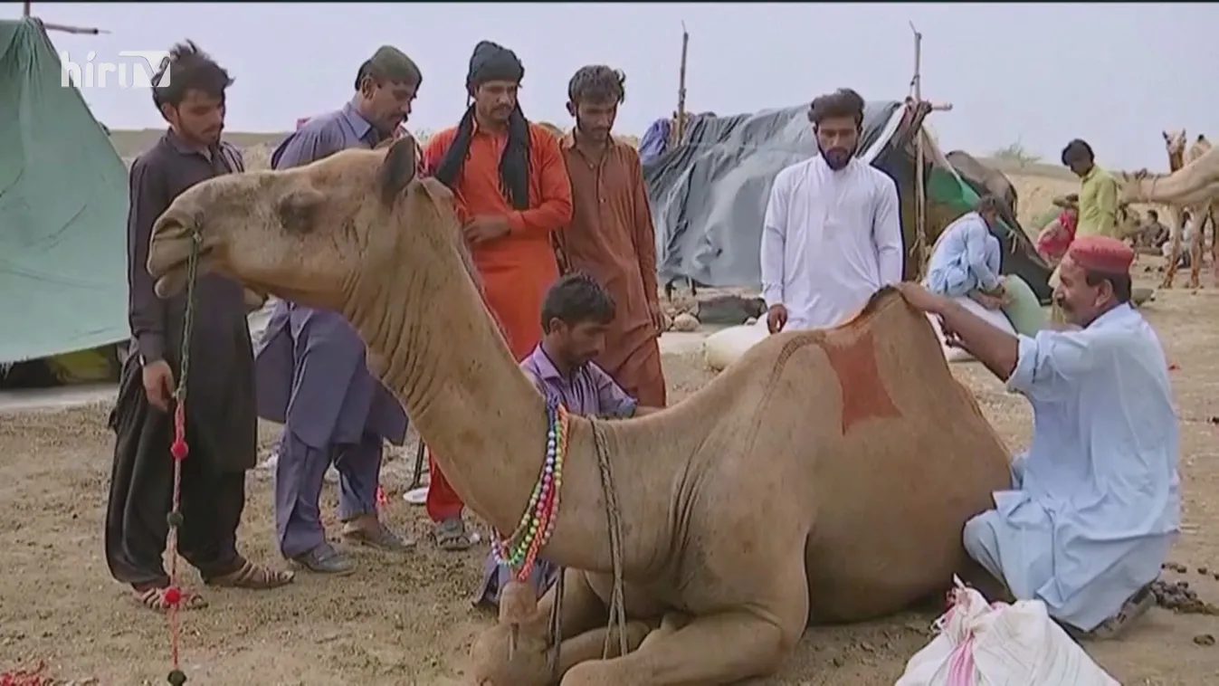 Több tucat botoxolt tevét zártak ki a szépségversenyből