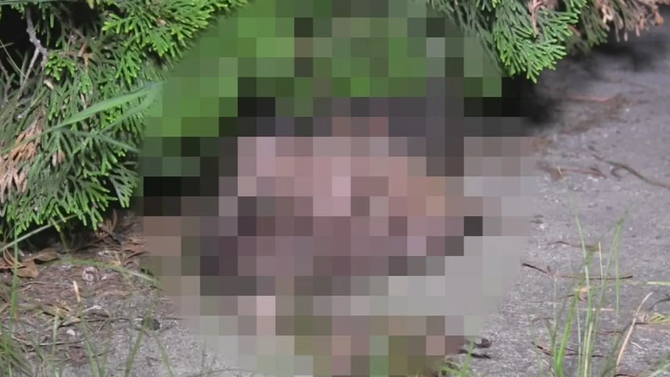 Kutyafejet találtak Helvécia egyik utcáján