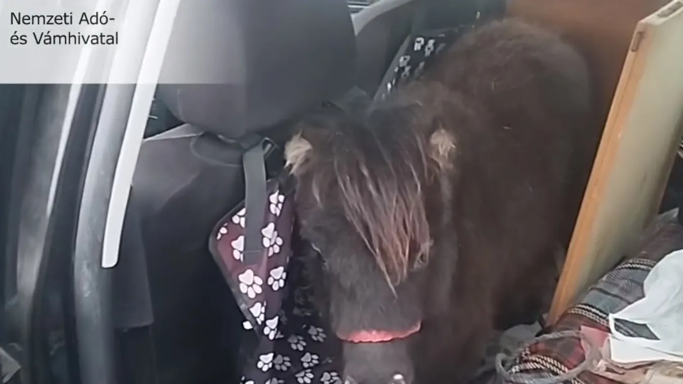 Nem mindennapi látvány tárult a pénzügyőrök szeme elé + videó