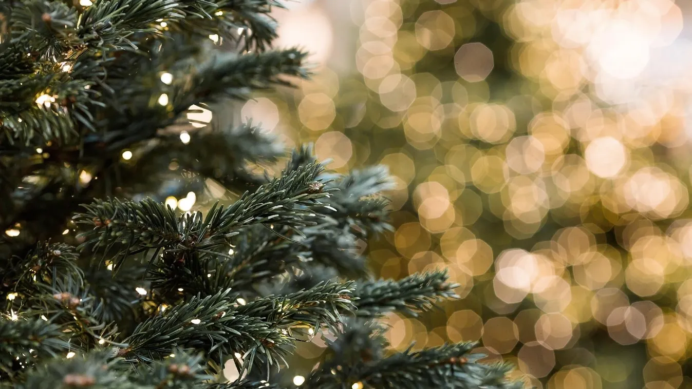 Megérkezett a karácsonyfa Brüsszel főterére