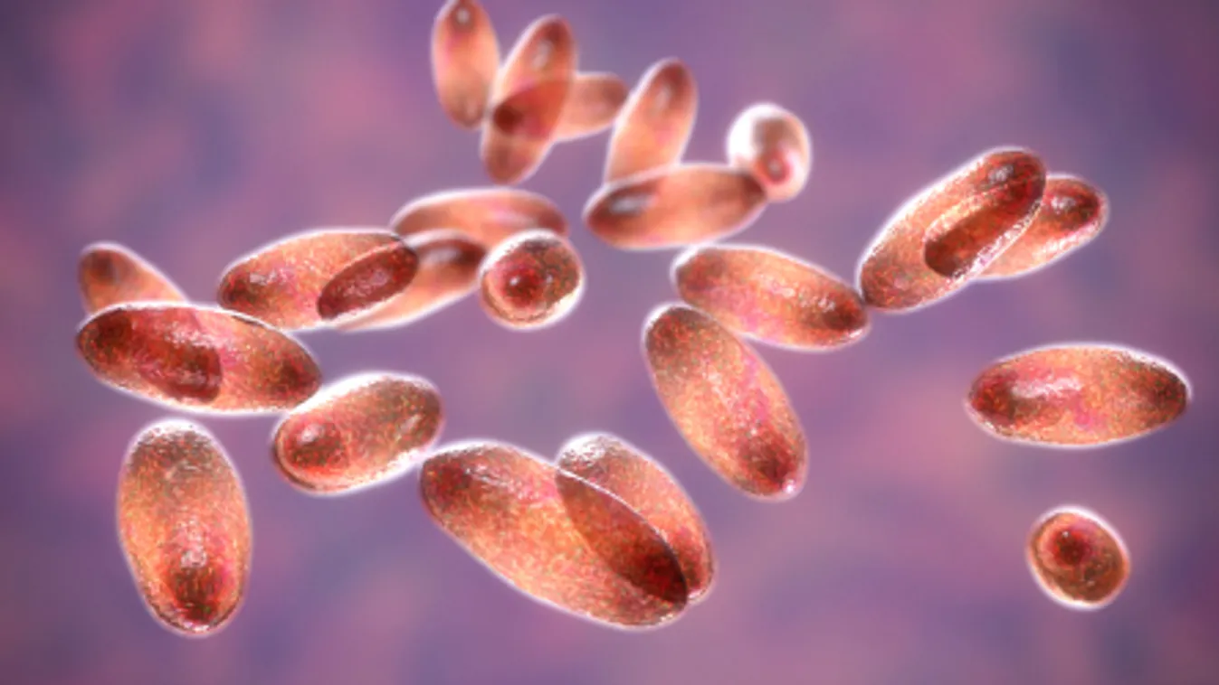 Bubópestises eset miatt óvintézkedéseket vezettek be Észak-Kínában