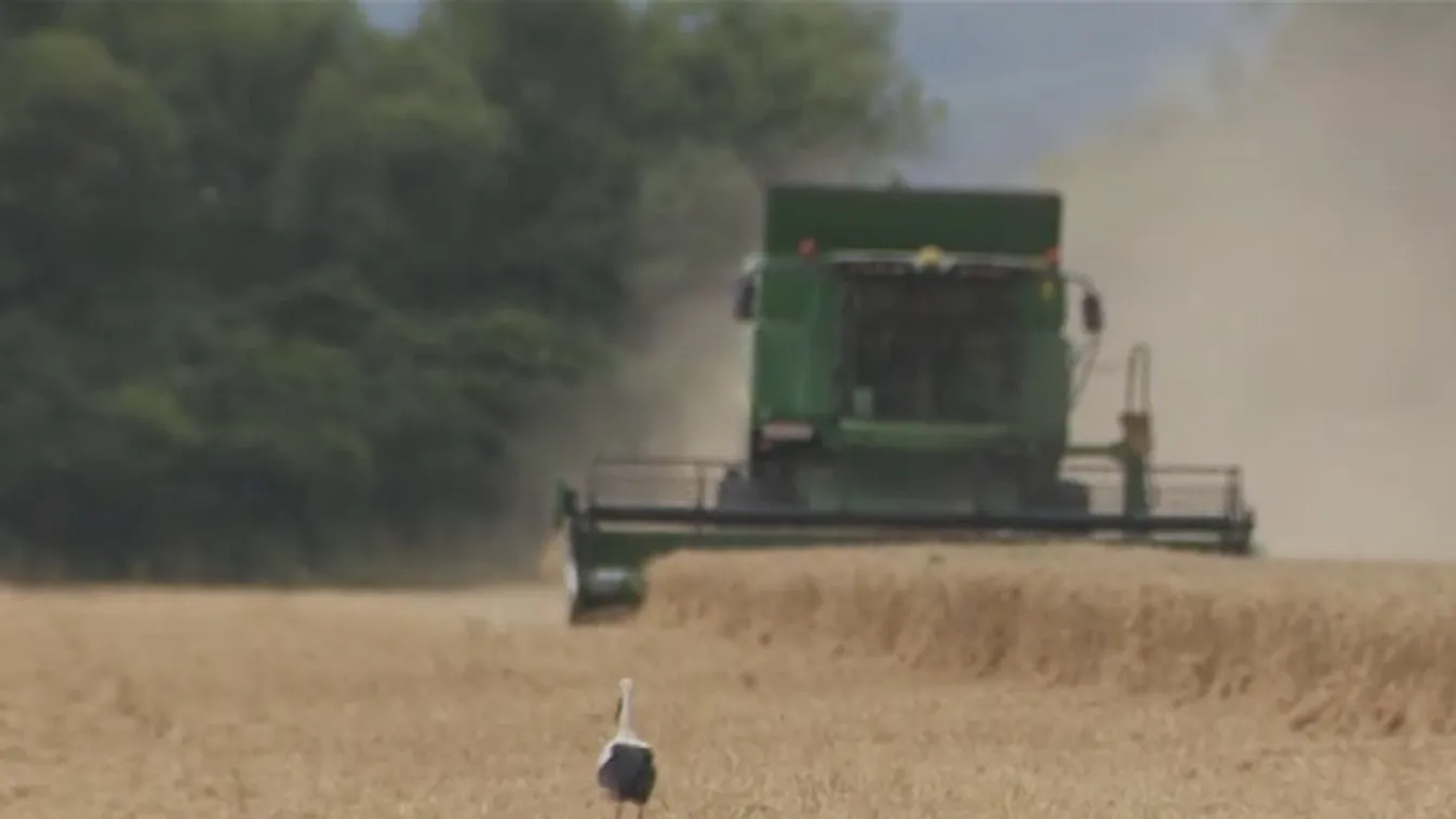 Radar – Kiderült, milyen minőségű búzát sikerült idén aratni  + videó