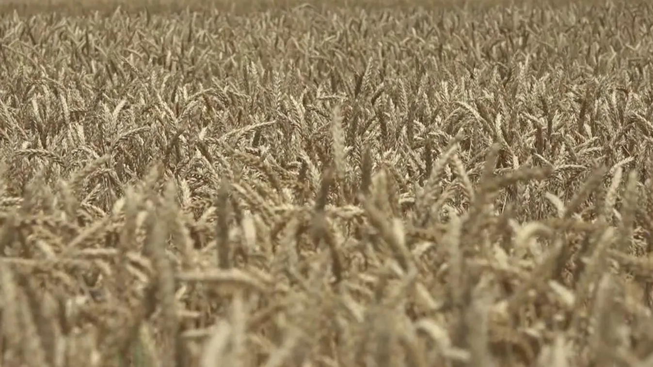 Soroló: az őszi kalászosok kényszerérésben annak