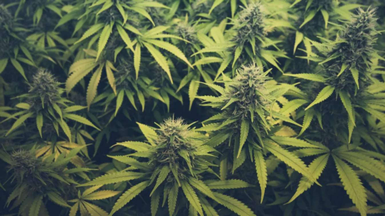 Kannabisz ültetvényt számoltak fel a rendőrök Budafokon