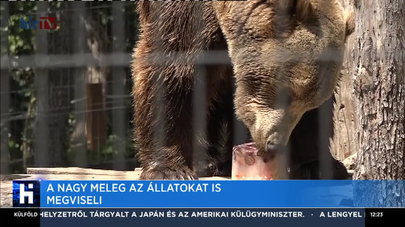 A nagy meleg az állatokat is megviseli