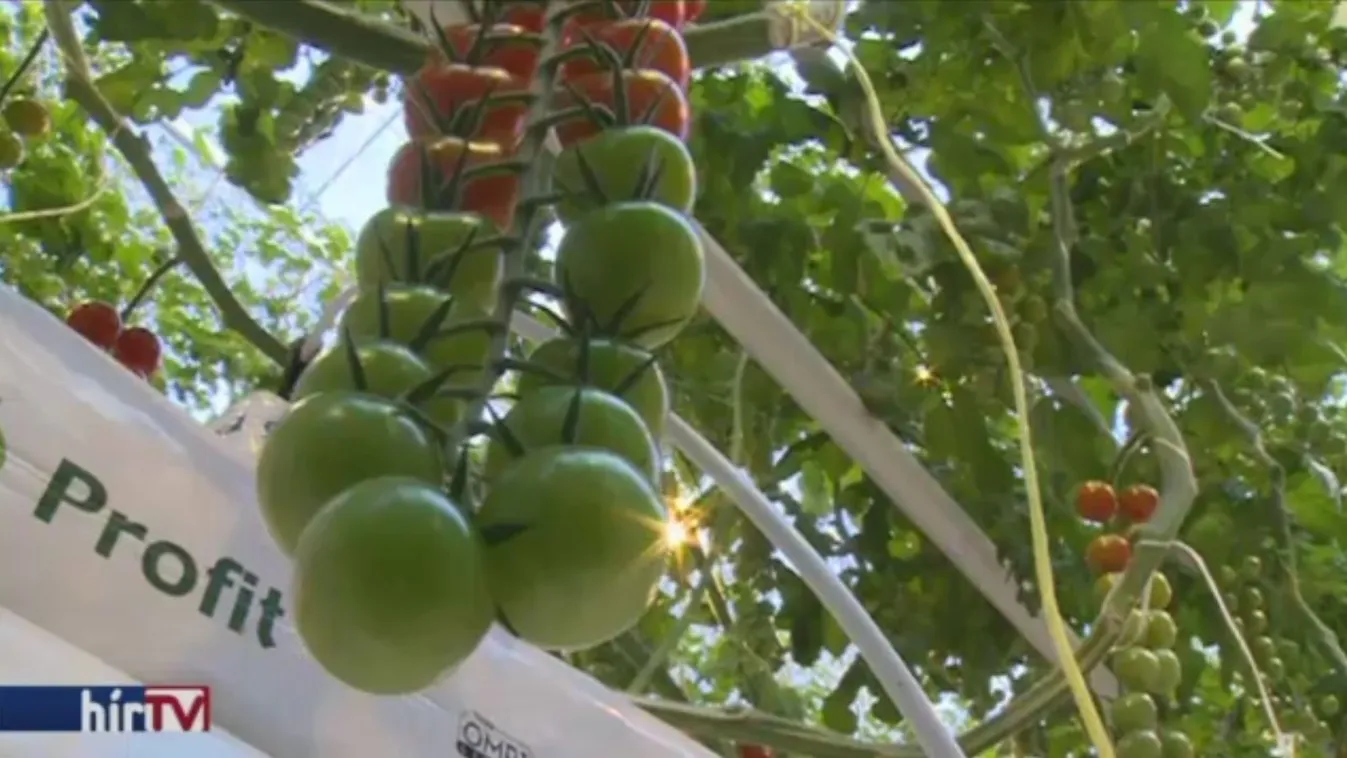 Soroló - csúcstechnológiájú üvegháztól a kultúristállóig