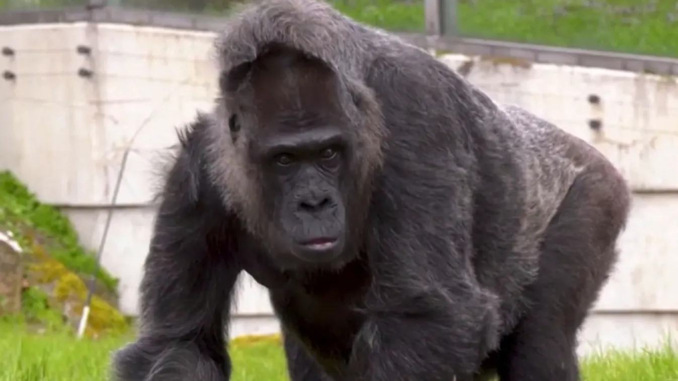 Radar - Hatvanhat éves a legidősebb gorilla