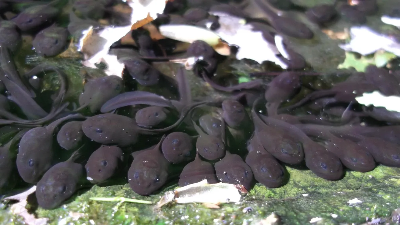 Ebihal ebihalnak farkasa