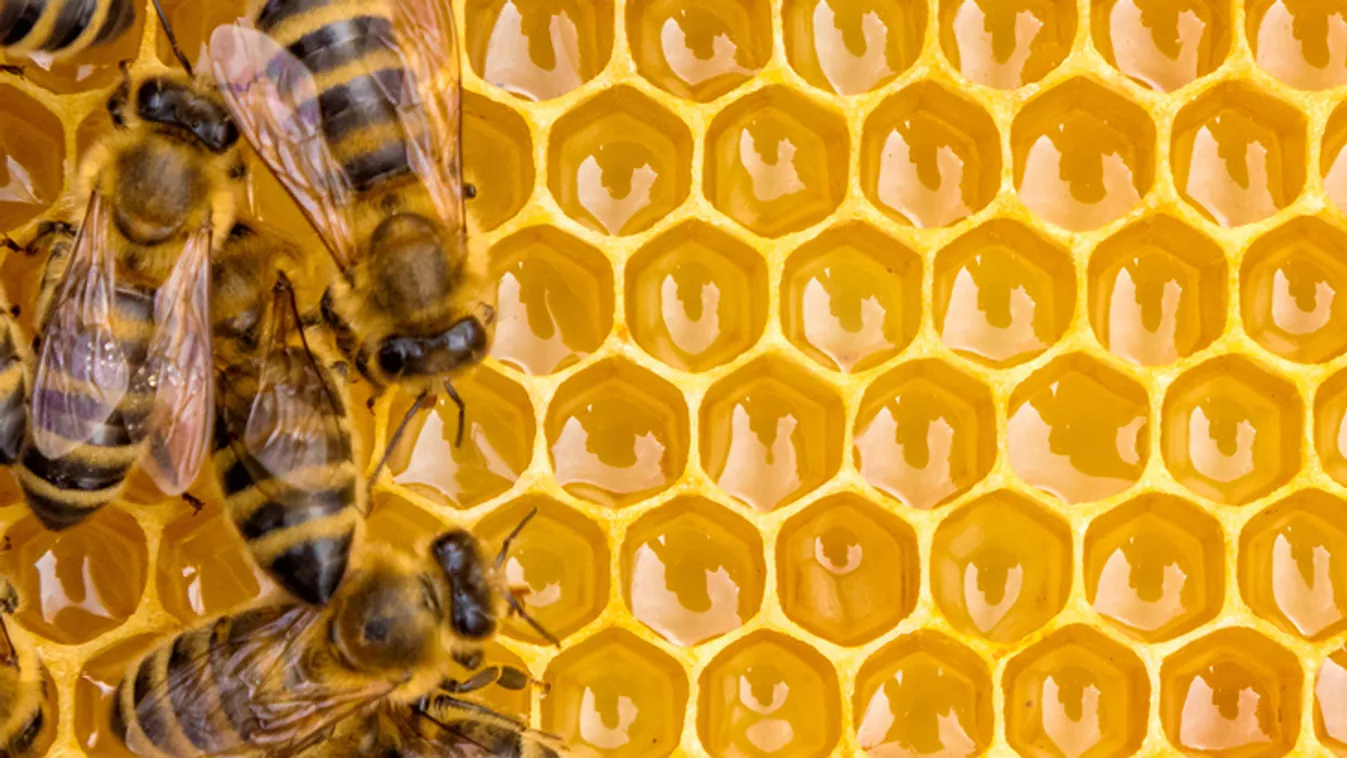 A szélsőséges időjárás megtizedelte a méhcsaládokat