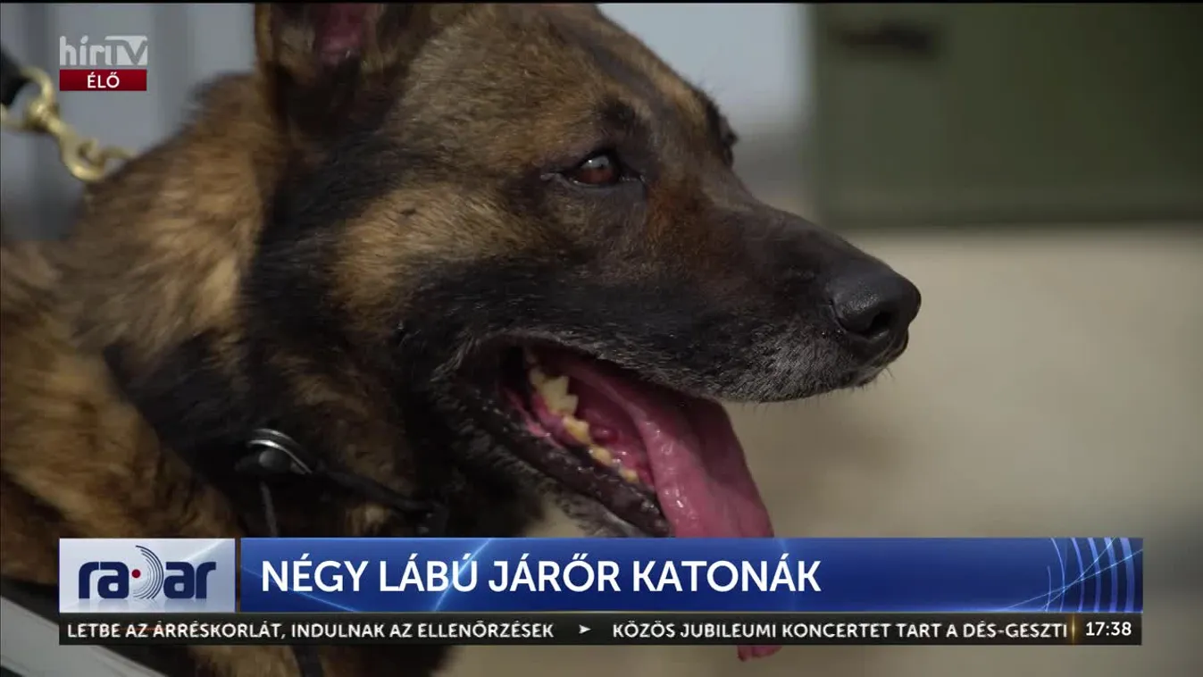 Radar - Négy lábú járőr katonák  + videó