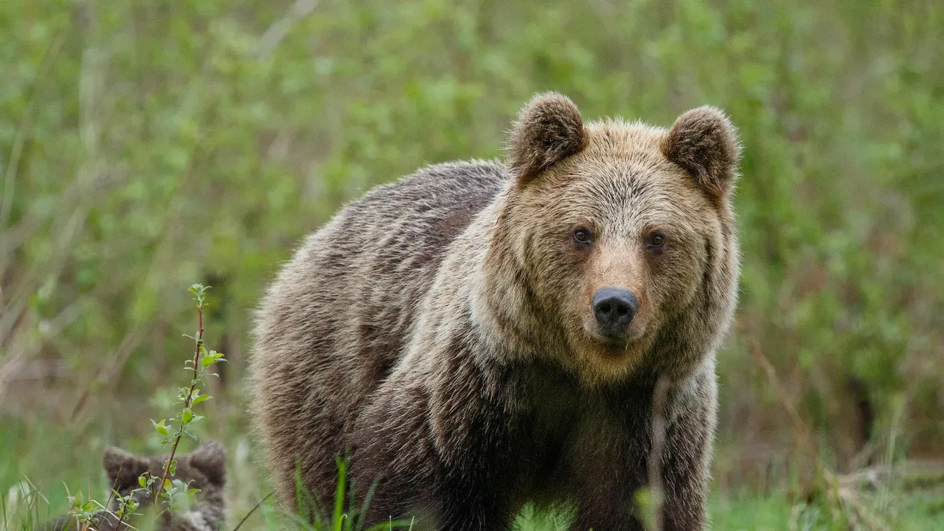 Iskolák környékén ólálkodó agresszív nagyvadat lőttek ki Csíkszeredában