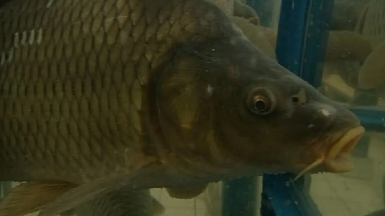 A magyarok eszik a legkevesebb halat Európában