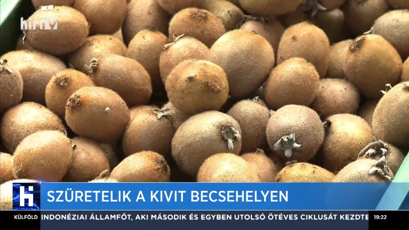 Szüretelik a kivit Becsehelyen