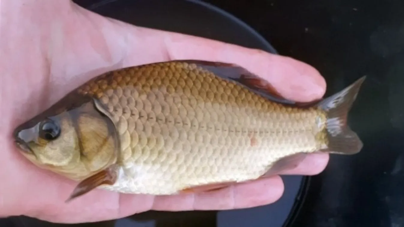 Örök rejtély: lehetetlen beazonosítani ezt a kubikgödörből fogott halat