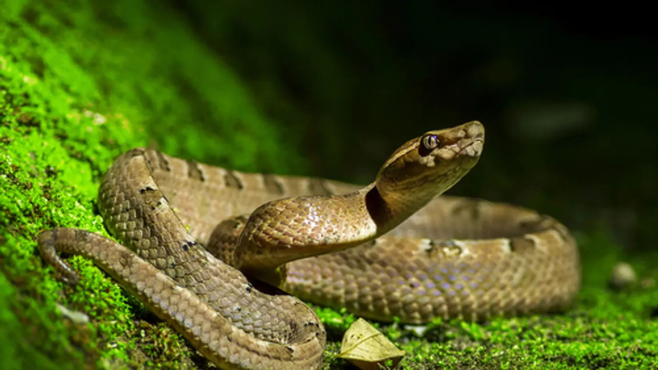 Megszakította útját kígyó miatt egy maláj repülőgép