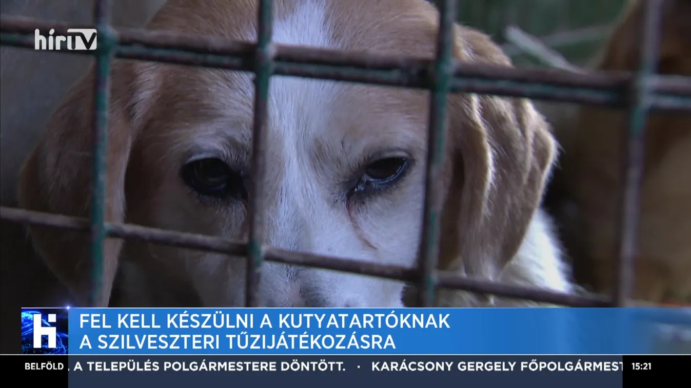 Fel kell készülni a kutyatartóknak a szilveszteri tűzijátékozásra