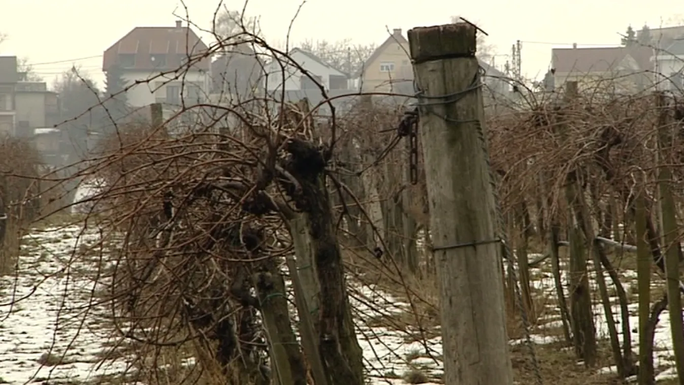 Lekerült a direkttermő szőlőfajták felhasználása a napirendről