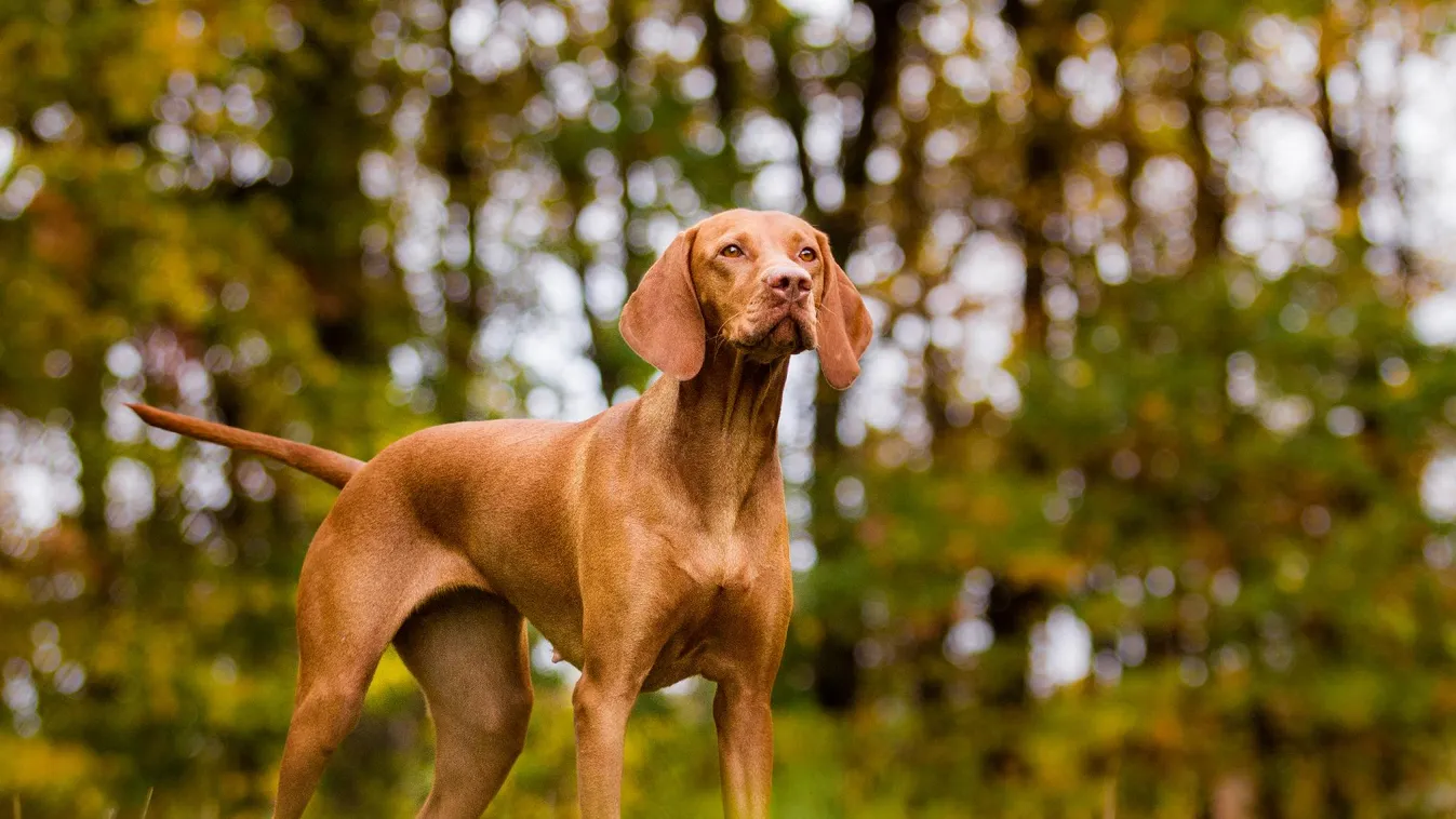 Elkészült a rövidszőrű magyar vizsla genetikai fajtaprofilja