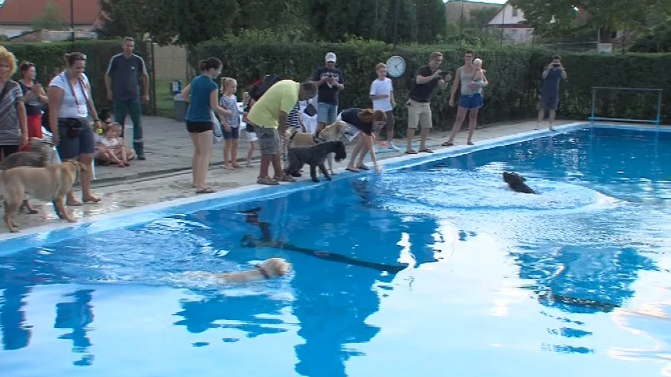Négylábúak vették be a pécsi strand medencéjét