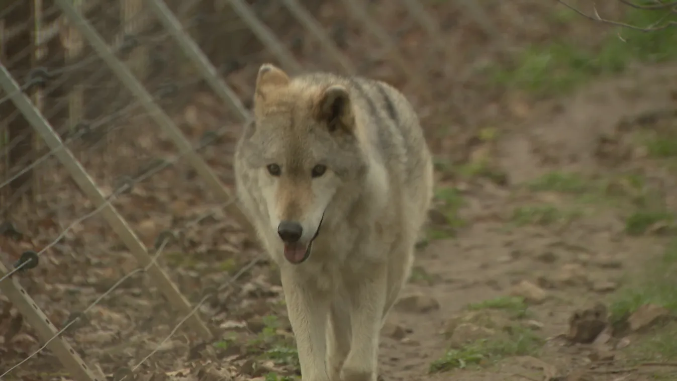 Radar - Farkas bukkant fel Ácsnál, nyulat és őzeket hajtott + videó