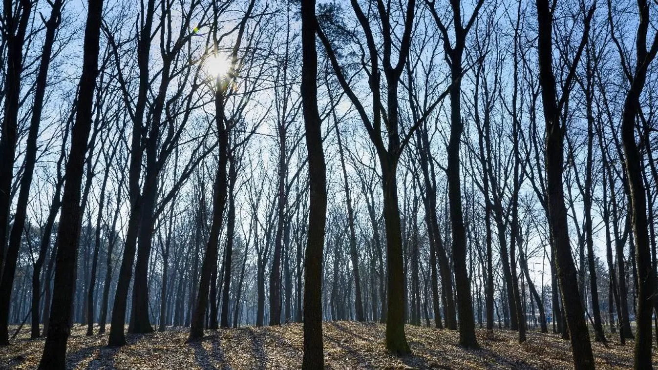 Legelőt vett, de erdőtulajdonos lett – Panaszkönyv