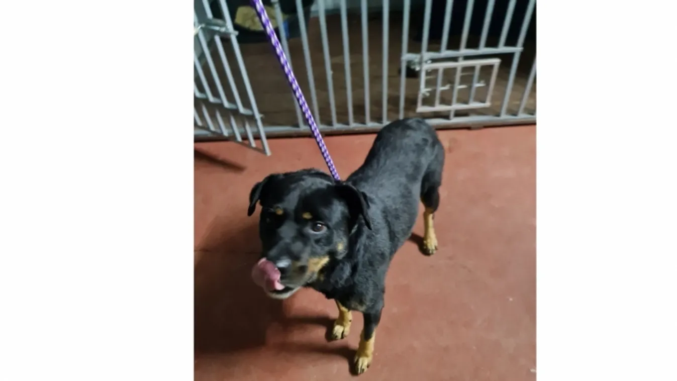 A kutya nyakára térdelt, és ököllel ütötte