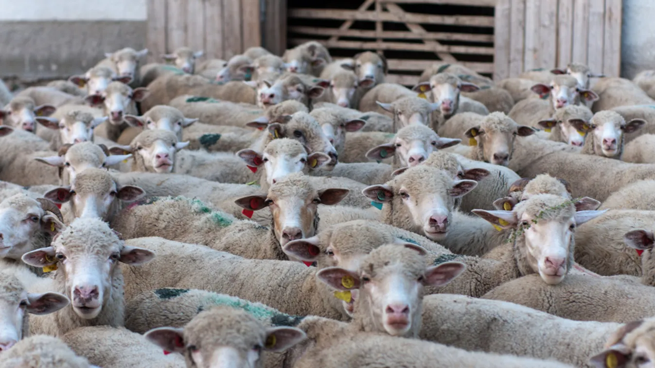 Az ország közepe – Soroló