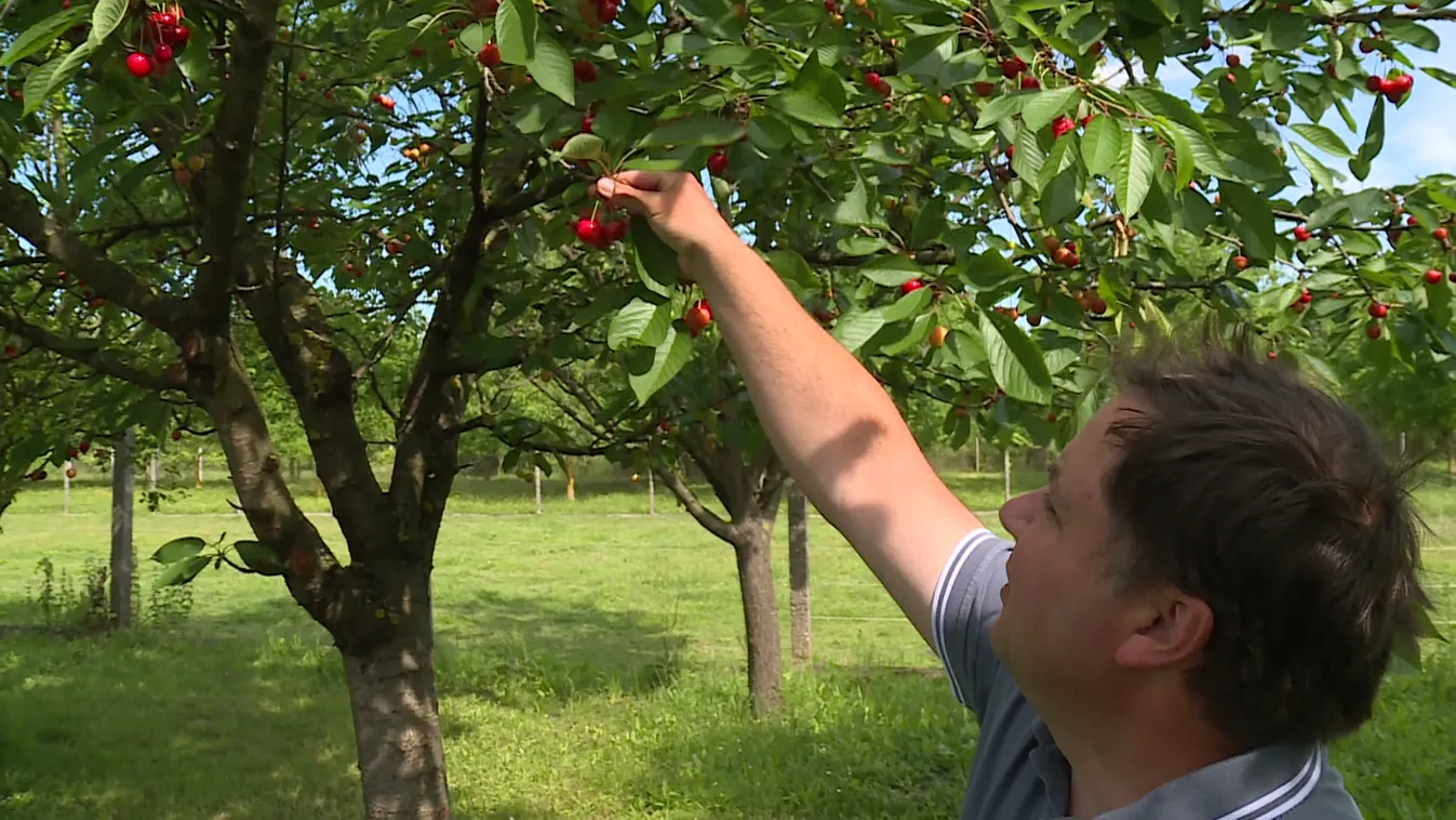 Beindult a cseresznyeszezon + videó