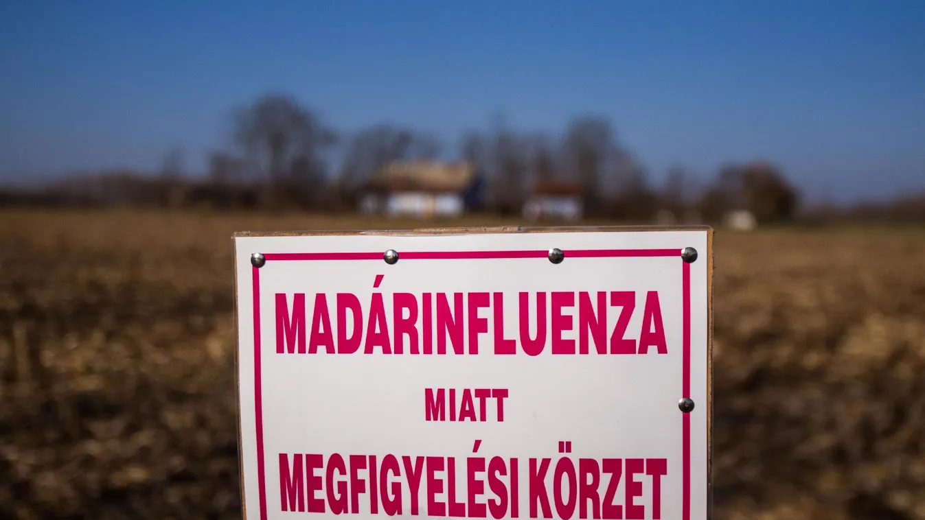 A madárinfluenza miatt üresek lehetnek a polcok húsvétkor