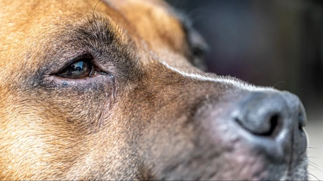 90 nap elzárásra ítélte a bíróság azt a nőt, aki 4 hónapos kutyáját bántalmazta