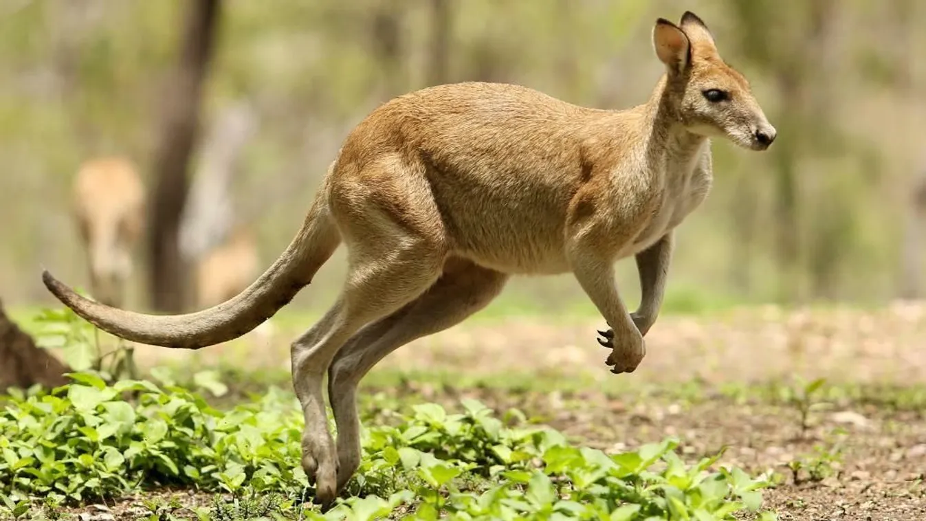 Halálra dobáltak kővel egy kengurut a látogatók egy állatkertben