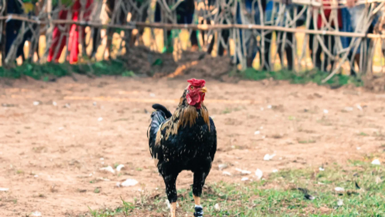Megölte gazdáját egy harci kakas Indiában