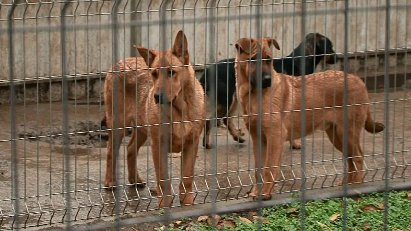 Támogatást alig kapnak, csak az adományokban bízhatnak az állatmenhelyek