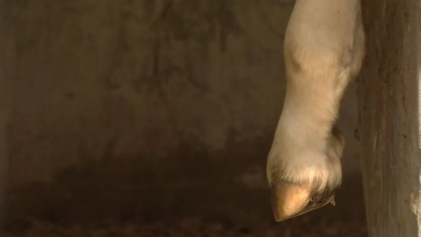 Nyomoznak a megcsonkított versenyló ügyében