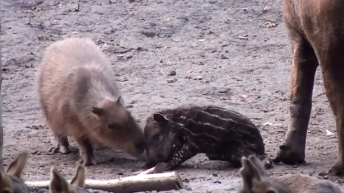 Elpusztult a fővárosi állatkert kistapírja