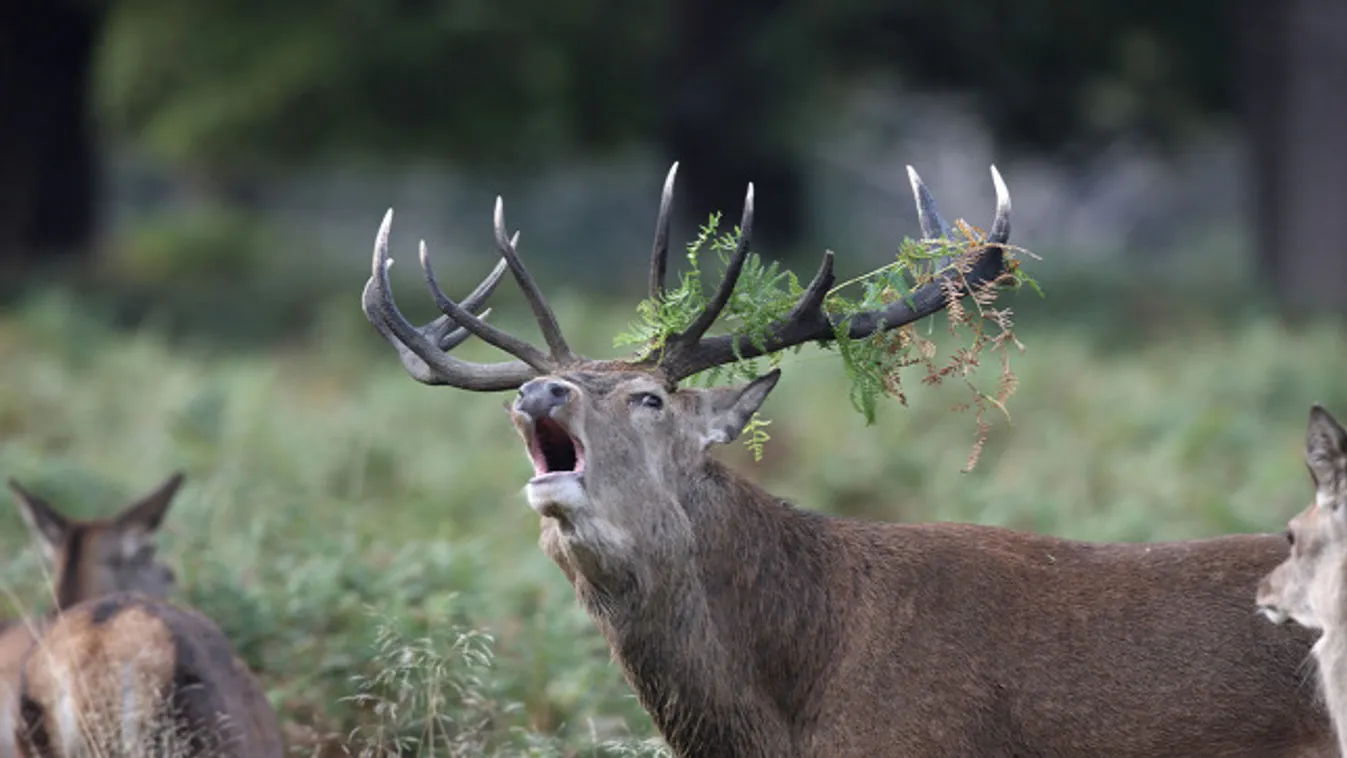 Megkezdődött a szarvasbőgés