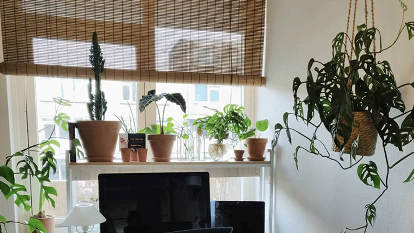 A pszichológusok szerint nem mindegy, hol tanulunk: diákok mentális egészségét is befolyásolja az albérlet