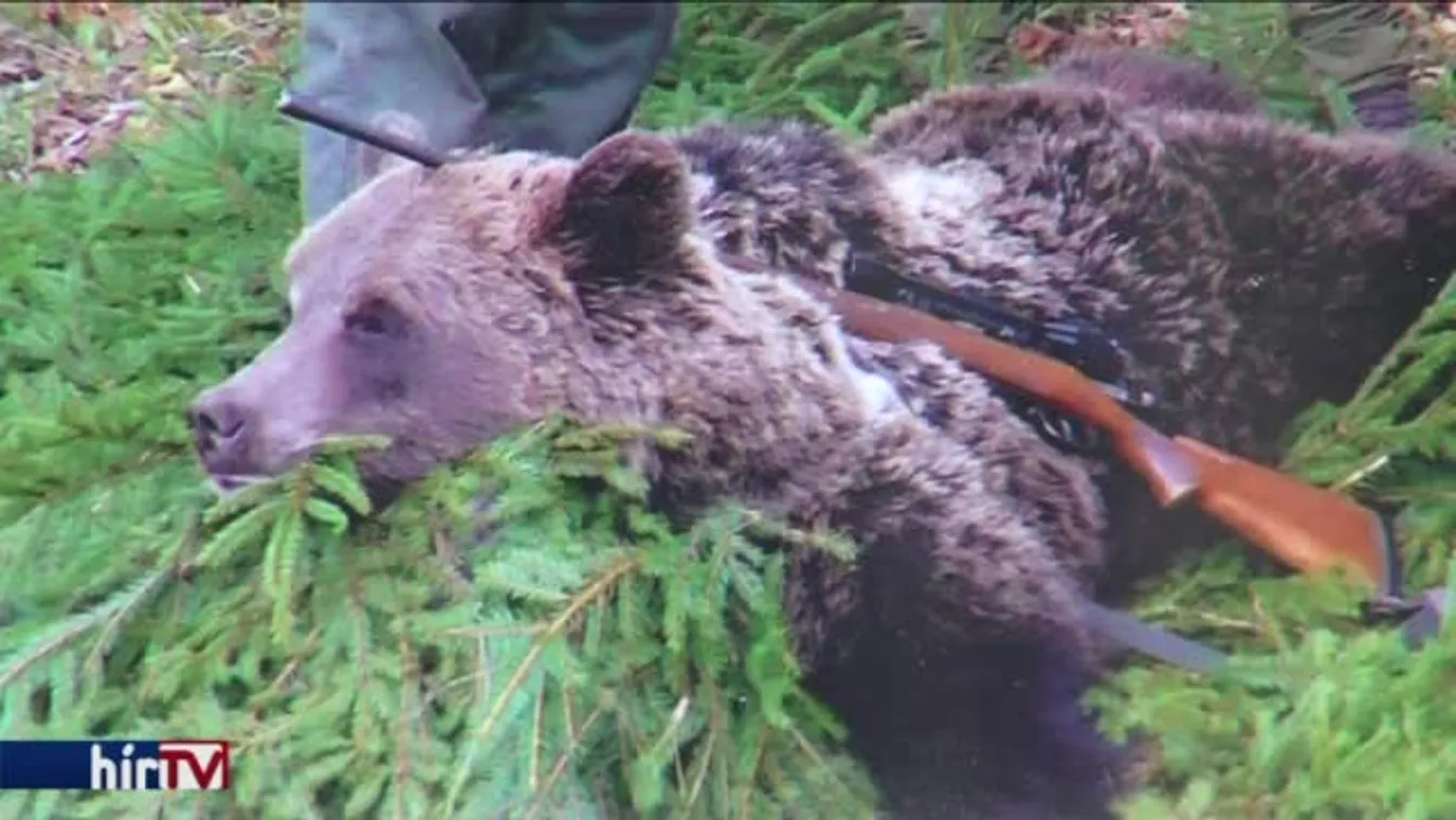 Felmentették a medve bőrét közszemlére tevő férfit