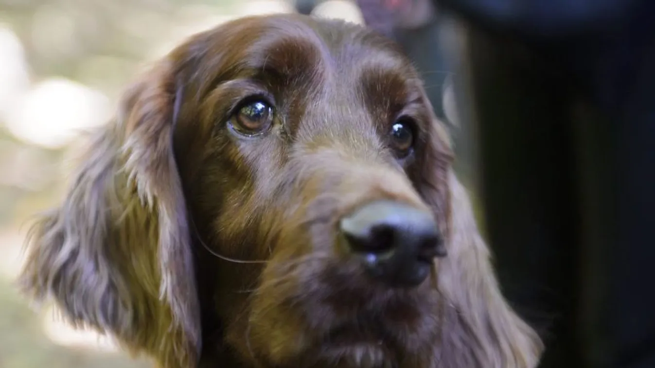 Mérgezés – Reggeli járat