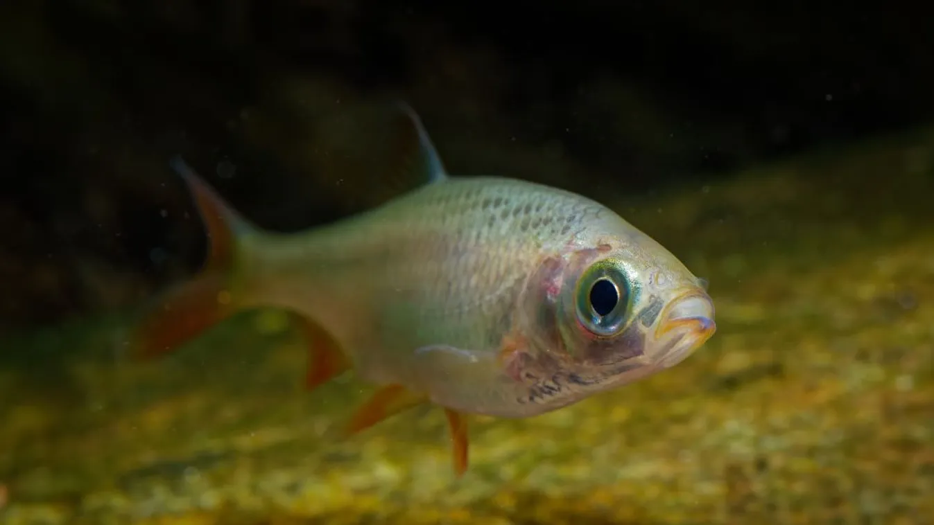 A jászkeszeg kapta a legtöbb voksot az év hala közönségszavazáson