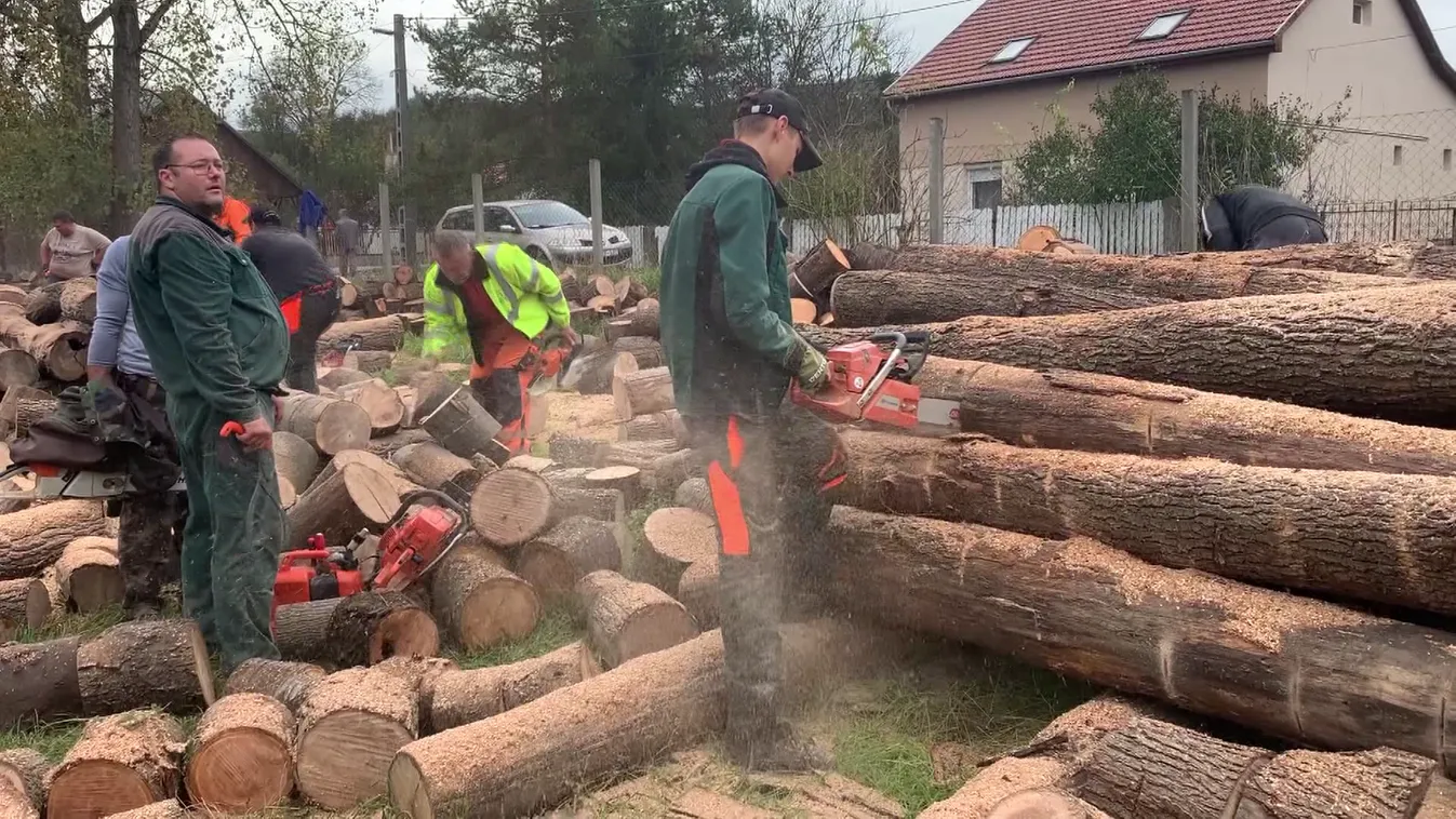 Radar - Jótékonysági favágás