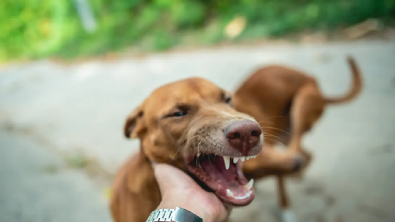 Falnak csapta, ököllel ütötte a kutya fejét