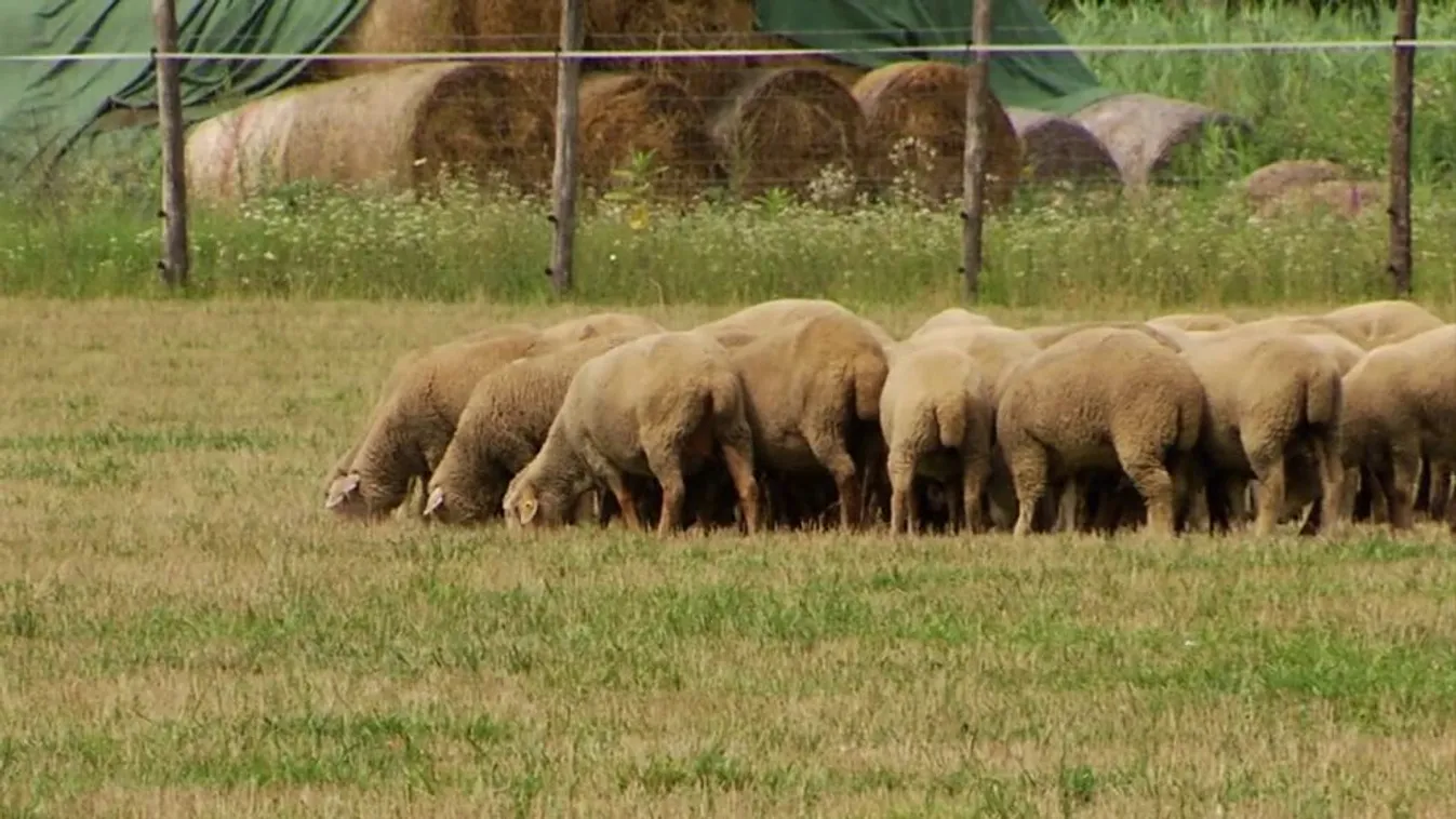Soroló: 400 milliárd forintos támogatás